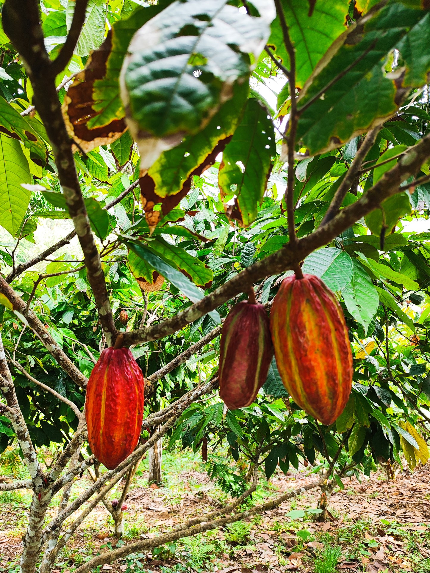 NIBS DE CACAO X 250 GR - BOLSA