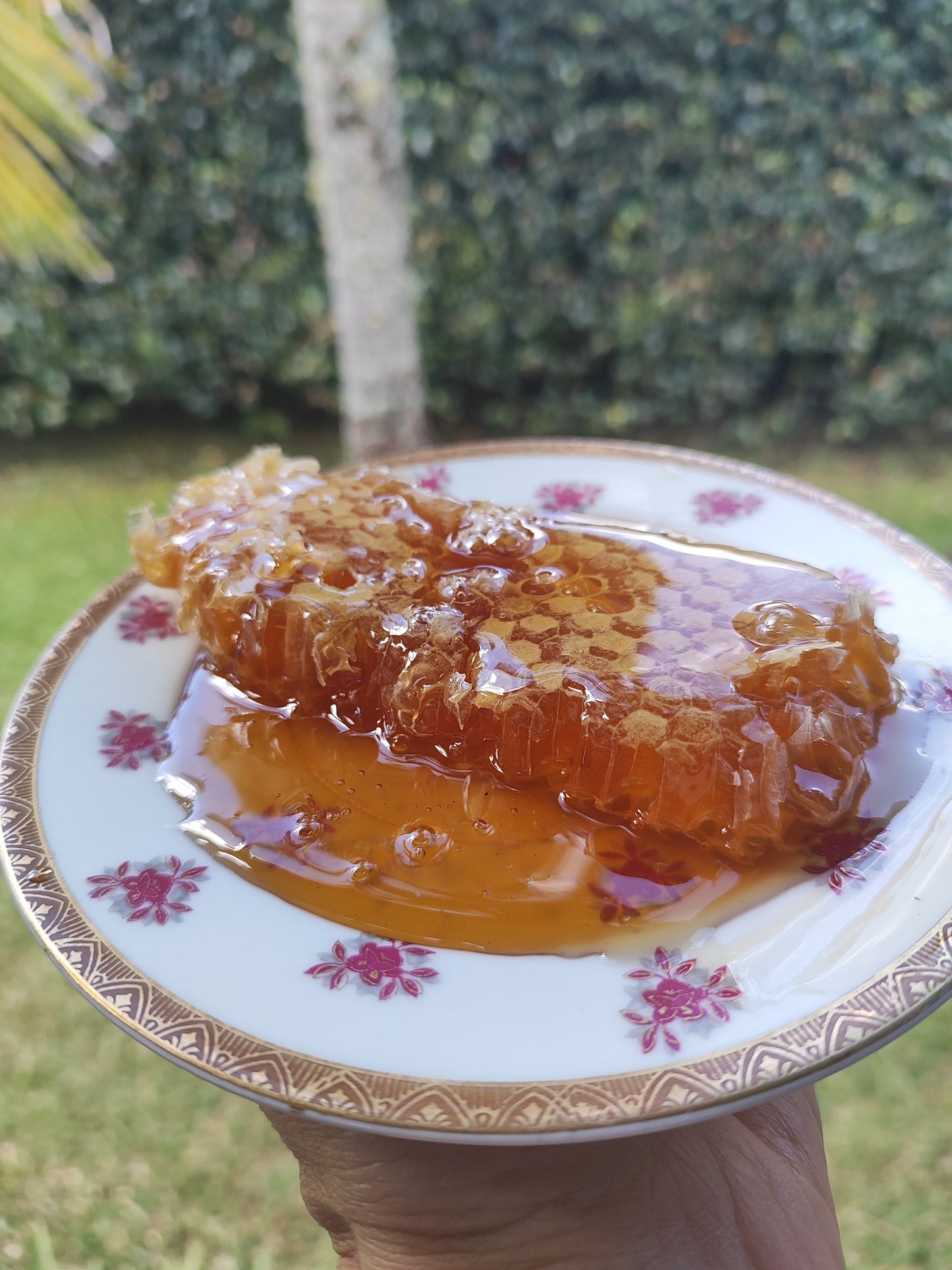 Miel de abejas cruda con panal